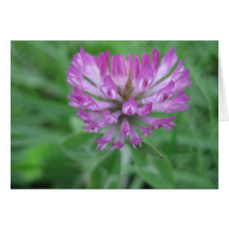 Blume