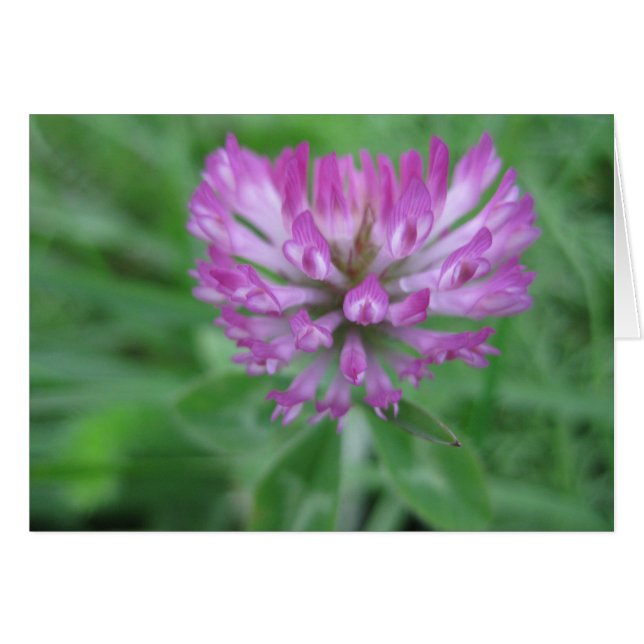 Blume (Vorderseite (Horizontal))