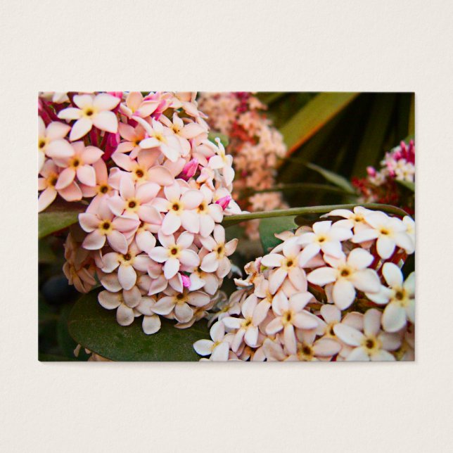 Blume (Vorderseite)