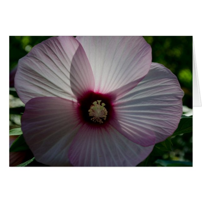 Blume (Vorderseite (Horizontal))