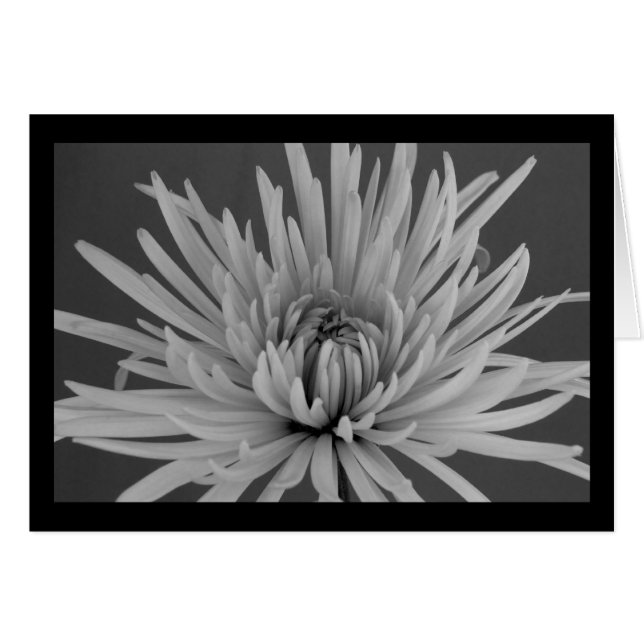 Blume (Vorderseite (Horizontal))