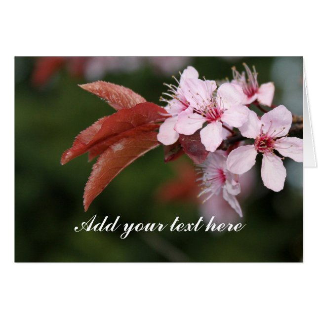 Blume (Vorderseite (Horizontal))