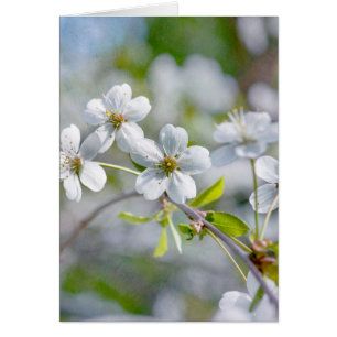 Blume