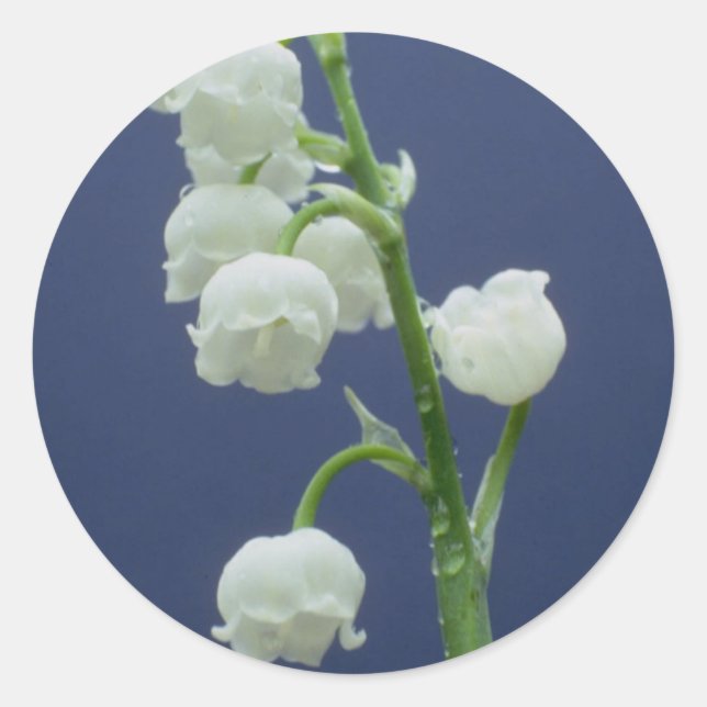 Blume 110 runder aufkleber (Vorderseite)