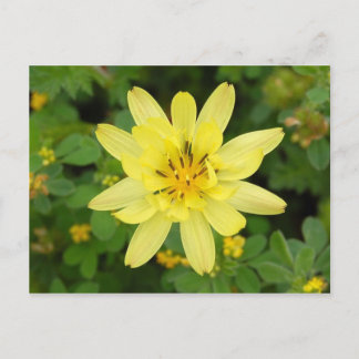 Blume 2007 postkarte