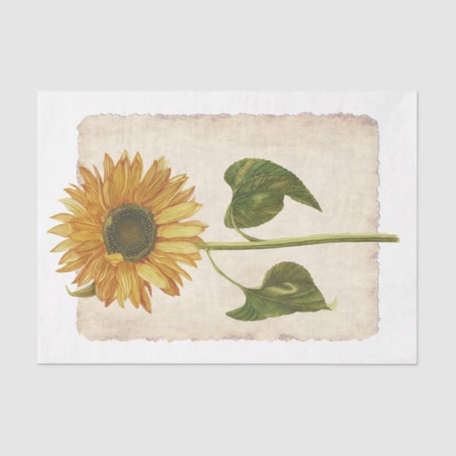 Blume 34 Dekopulationspapier Seidenpapier (Vorderseite)
