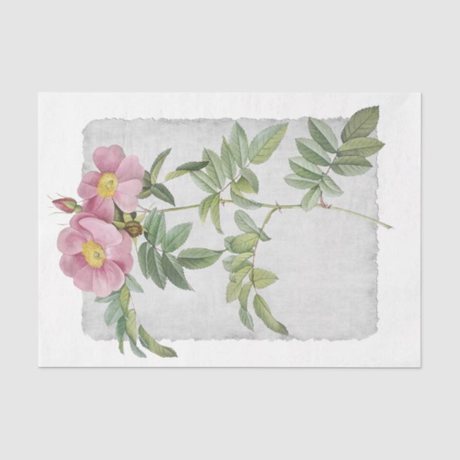 Blume 48 Dekoupage Tissue Paper der Prärie-Rose Seidenpapier (Vorderseite)