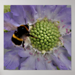 Blume #6 (Detail) Poster