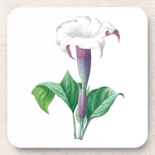 Blume: A006 Thorn Apple - Getränkeuntersetzer
