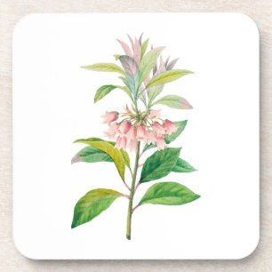 Blume: A013 Redvein Enkianthus - Getränkeuntersetzer