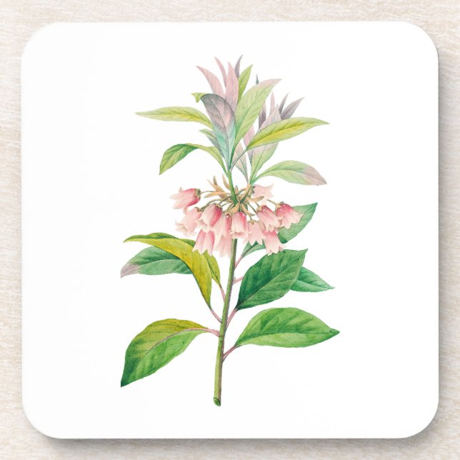 Blume: A013 Redvein Enkianthus - Getränkeuntersetzer (Vorderseite)