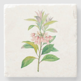 Blume: A013 Redvein Enkianthus - Steinuntersetzer
