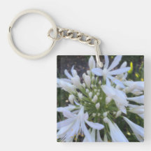 Blume Agapanthus