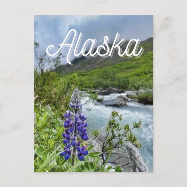 Blume Alaska Postcard Postkarte (Vorderseite)