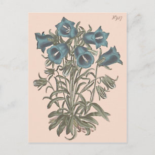 Blume Alpen Bell Postkarte