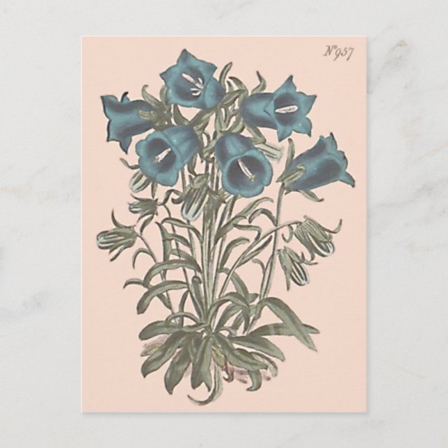 Blume Alpen Bell Postkarte (Vorderseite)