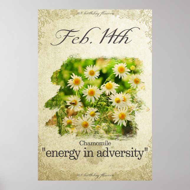Blume am 14. Februar "Chamomile" Poster (Vorne)