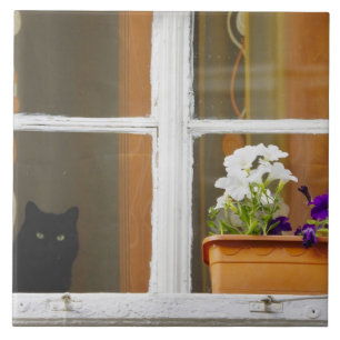 Blume am Fenster, Sighisoara, Rumänien Fliese