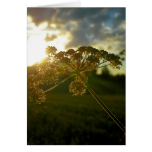 Blume am frühen Morgen