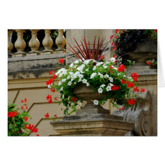 Blume am Hauptplatz