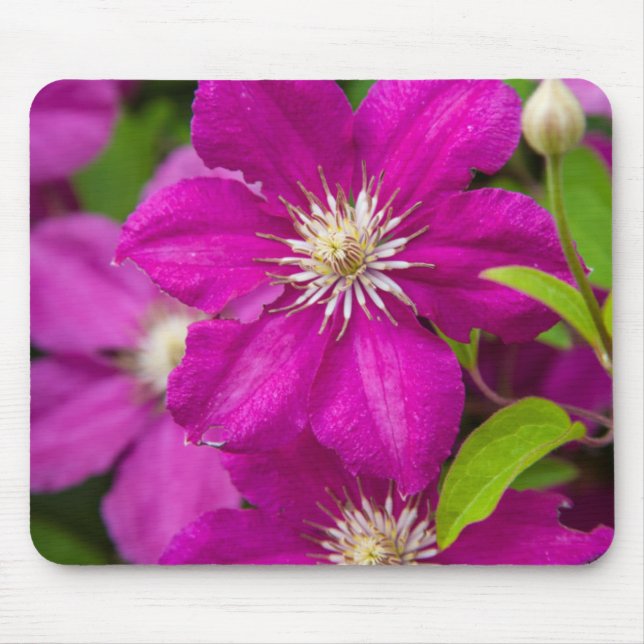 Blume am Robinette's Apple Haus und Geschenkbühne  Mousepad (Vorne)