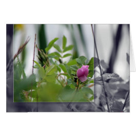 Blume am See - Rosa
