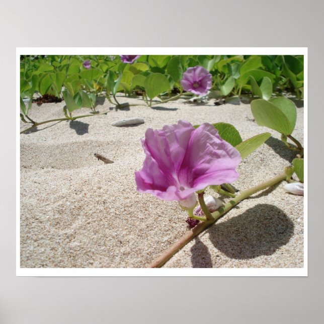 Blume am Strand Poster (Vorne)