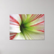 Blume Amaryllis Kunst, Dichtung und Musik