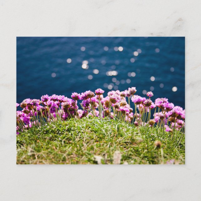 Blume an den Klippen der Moher Postkarte (Vorderseite)