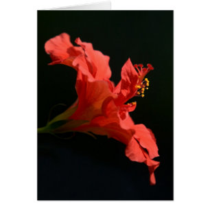 Blume atemberaubender Hibisken