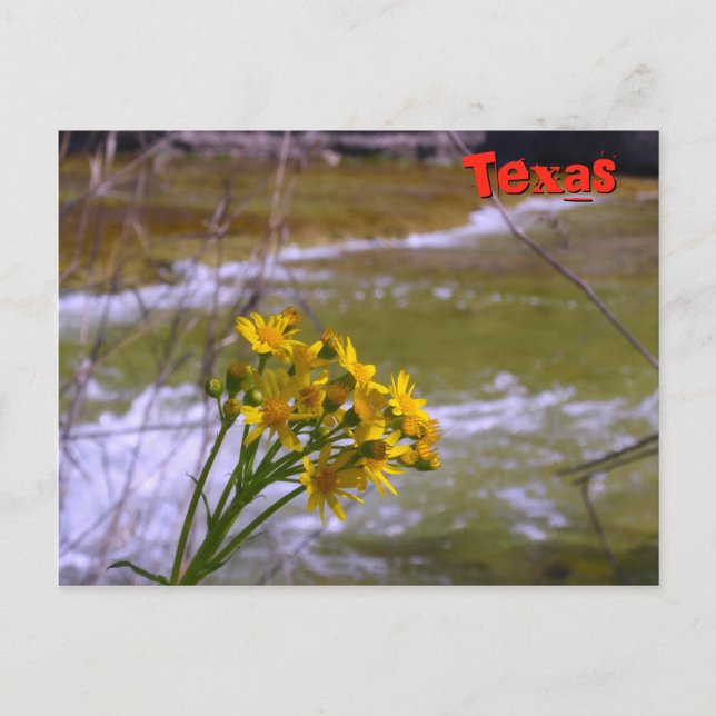 Blume auf Bull Creek Postkarte (Vorderseite)