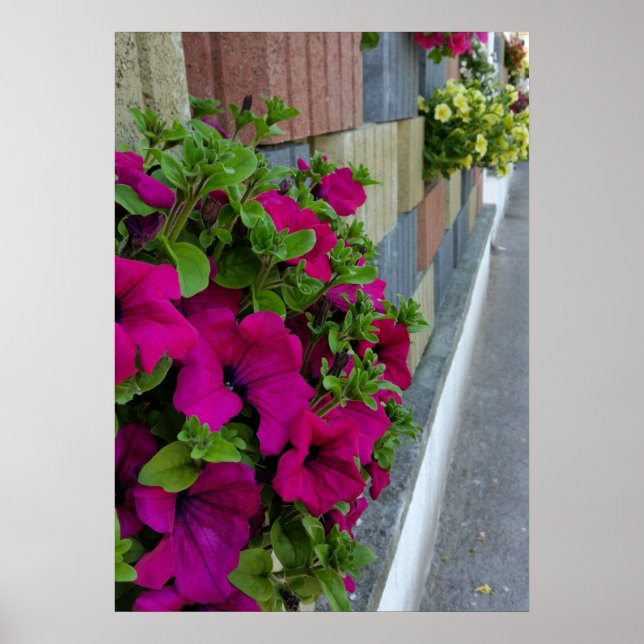 Blume auf dem Gehweg Poster (Vorne)