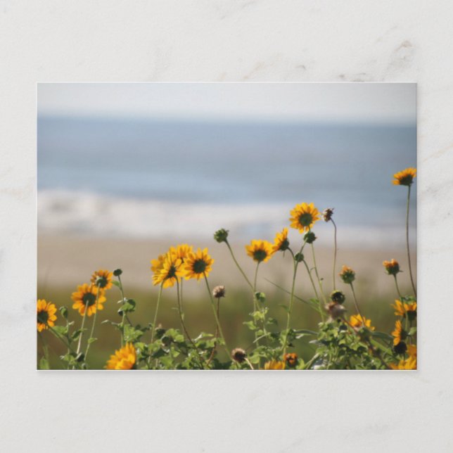 Blume auf der Insel Galveston Postkarte (Vorderseite)