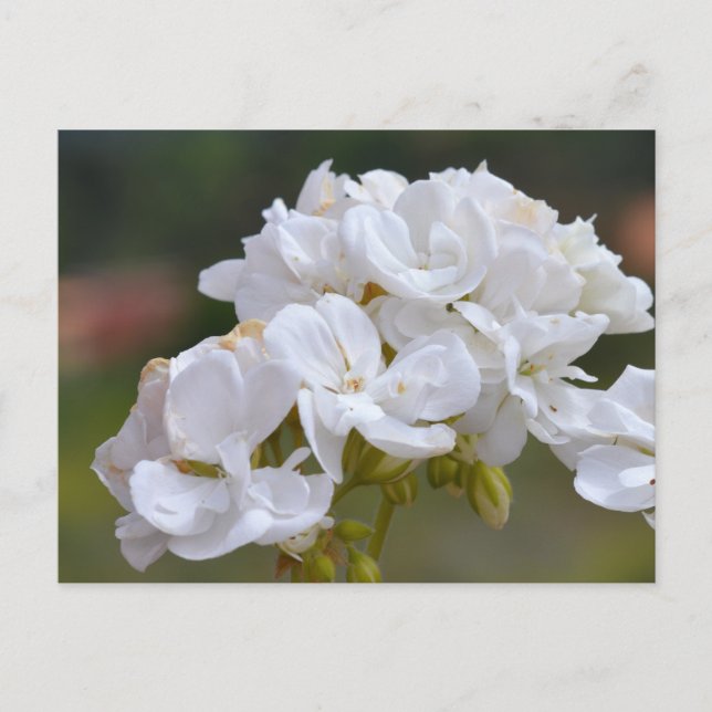 Blume auf Teneriffa Postkarte (Vorderseite)
