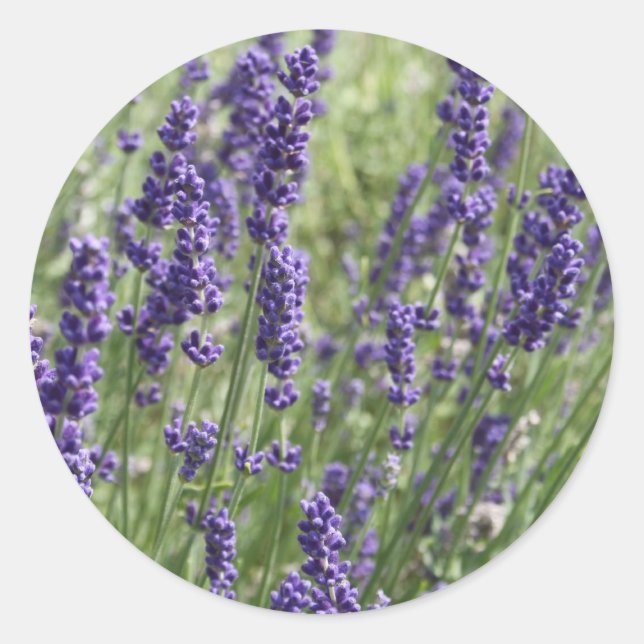 Blume-Aufkleber Runder Aufkleber (Vorderseite)