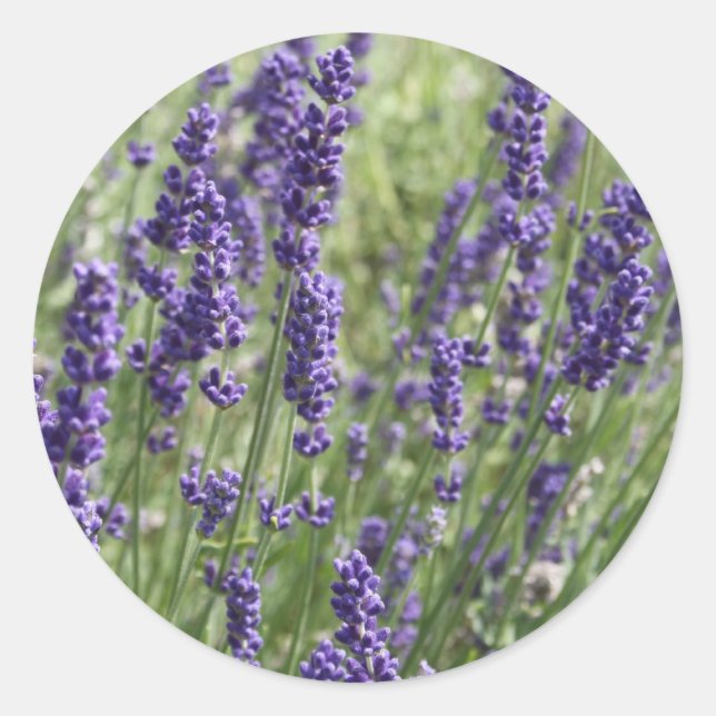 Blume-Aufkleber Runder Aufkleber (Vorderseite)
