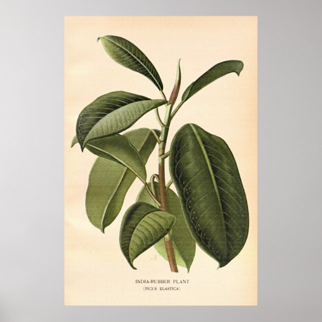Blume aus dem 19. Jahrhundert Poster (Vorne)