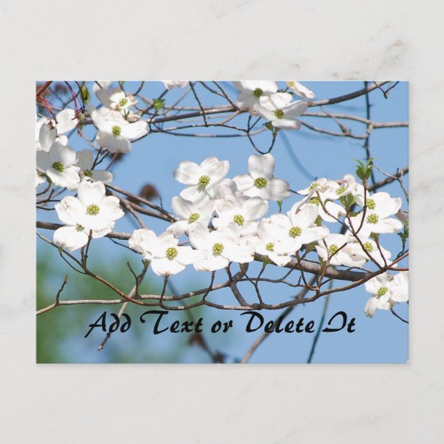 Blume aus Dogwood Postkarte (Vorderseite)