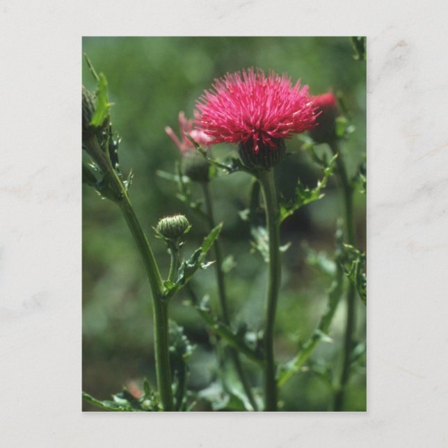 Blume aus geplumtem Thistle (Cirsium Japonicom) Postkarte (Vorderseite)