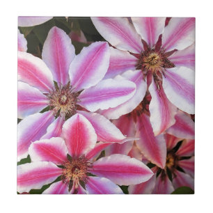 Blume aus Pink und Weiß Fliese