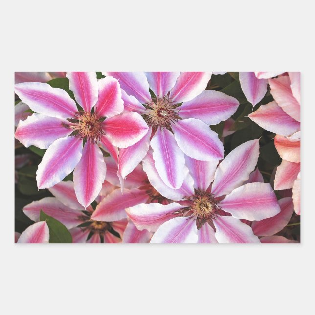 Blume aus Pink und Weiß Rechteckiger Aufkleber (Vorderseite)