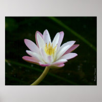 Blume aus rosa Lilie, bis zu 24" x 18" Foto