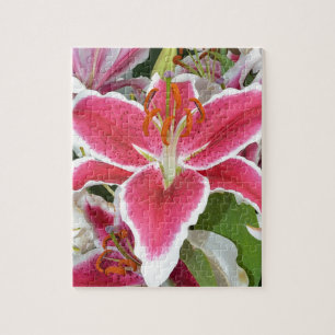 Blume aus rosa Sterngazer