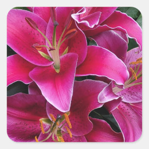 Blume aus rosa Sterngazer Quadratischer Aufkleber