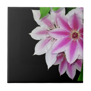 Blume aus Rosa und Weiß Fliese