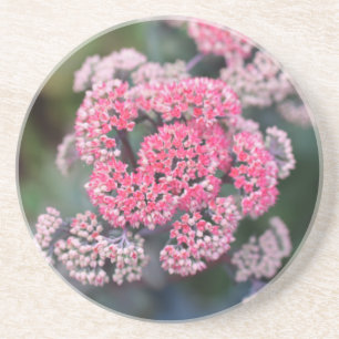 Blume aus rosa und weißem Butterfly Getränkeuntersetzer
