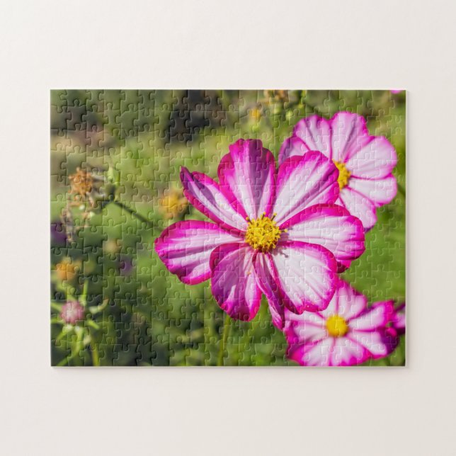 Blume aus rosa und weißem Kosmos Jigsaw Puzzle (Horizontal)
