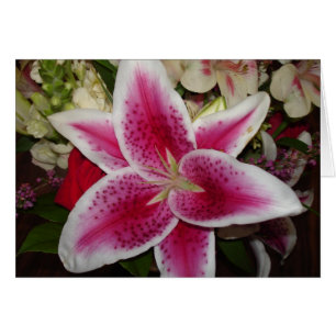 Blume aus rosa und weißer Lilie