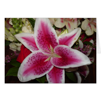Blume aus rosa und weißer Lilie