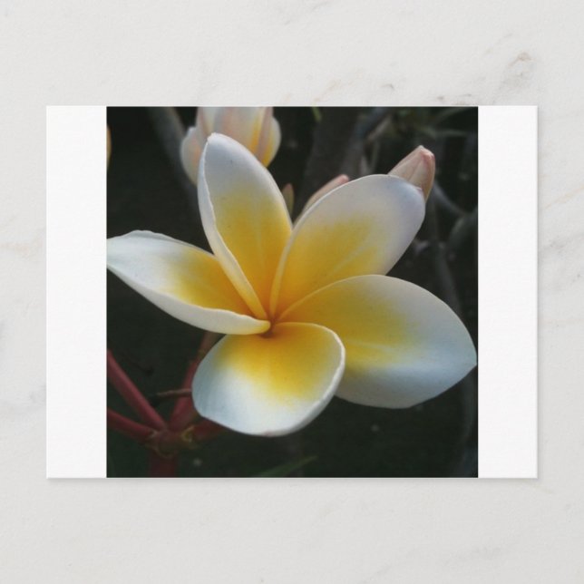 Blume aus Thailand Postkarte (Vorderseite)